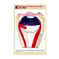 Рельефная таблица "Глаз. Строение" (формат А1, матовое ламинир.) - «globural.ru» - Мытищи