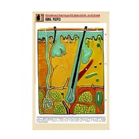 Рельефная таблица "Кожа. Разрез" (формат А1, матовое ламинир.) - «globural.ru» - Мытищи