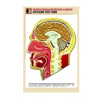 Рельефная таблица "Сагиттальный разрез головы" (формат А1, матовое ламинир.) - «globural.ru» - Мытищи