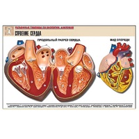 Рельефная таблица "Строение сердца" (формат А1, матовое ламинир.) - «globural.ru» - Мытищи