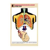 Рельефная таблица "Строение легких" (формат А1, матовое ламинир.) - «globural.ru» - Мытищи