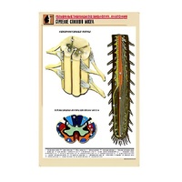 Рельефная таблица "Строение спинного мозга " (формат А1, матовое ламинир.) - «globural.ru» - Мытищи