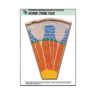 Рельефная таблица "Клеточное строение стебля" (формат А1, матовое ламинир.) - «globural.ru» - Мытищи