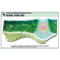 Рельефная таблица "Клеточное строение листа" (формат А1, матовое ламинир.) - «globural.ru» - Мытищи