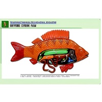 Рельефная таблица "Внутреннее строение рыбы" (формат А1, матовое ламинир.) - «globural.ru» - Мытищи