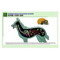 Рельефная таблица "Внутреннее строение собаки" (формат А1, матовое ламинир.) - «globural.ru» - Мытищи