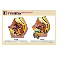 Рельефная таблица "Таз мужской и женский" (формат А1, матовое ламинир.) - «globural.ru» - Мытищи