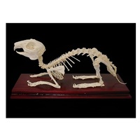 Скелет кролика - «globural.ru» - Мытищи