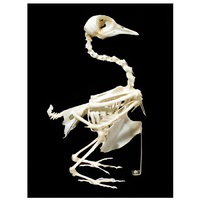 Скелет голубя - «globural.ru» - Мытищи