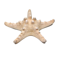 Сухой препарат "Звезда морская" (вариант 2) - «globural.ru» - Мытищи