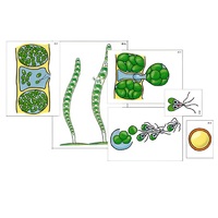 Модель-аппликация "Размножение многоклеточной водоросли" (ламинированная) - «globural.ru» - Мытищи