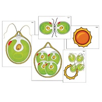 Модель-аппликация "Размножение одноклеточной водоросли" (ламинированная) - «globural.ru» - Мытищи