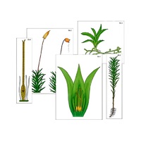 Модель-аппликация "Размножение мха" (ламинированная) - «globural.ru» - Мытищи