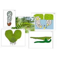 Модель-аппликация "Размножение папоротника" (ламинированная) - «globural.ru» - Мытищи