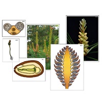 Модель-аппликация "Размножение сосны" (ламинированная) - «globural.ru» - Мытищи