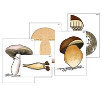 Модель-аппликация "Размножение шляпочного гриба" (ламинированная) - «globural.ru» - Мытищи