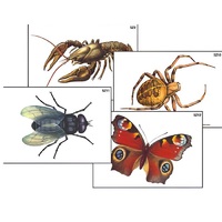 Модель-аппликация "Разнообразие беспозвоночных" (ламинированная) - «globural.ru» - Мытищи