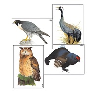 Модель-аппликация "Разнообразие высших хордовых 1. Пресмыкающиеся и птицы" (ламинированная) - «globural.ru» - Мытищи