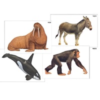 Модель-аппликация "Разнообразие высших хордовых 2. Млекопитающие" (ламинированная) - «globural.ru» - Мытищи