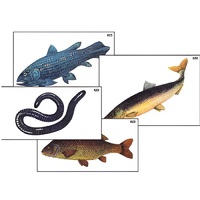 Модель-аппликация "Разнообразие низших и высших хордовых" (ламинированная) - «globural.ru» - Мытищи