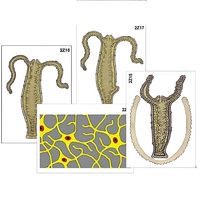 Модель-аппликация "Строение и размножение гидры" (ламинированная) - «globural.ru» - Мытищи