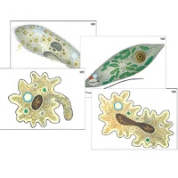 Модель-аппликация "Строение и разнообразие простейших" (ламинированная) - «globural.ru» - Мытищи