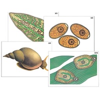 Модель-аппликация "Циклы развития печеночного сосальщика и бычьего цепня" (ламинированная) - «globural.ru» - Мытищи