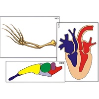 Модель-аппликация "Эволюция важнейших систем органов позвоночных" (ламинированная) - «globural.ru» - Мытищи