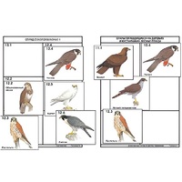 Комплект дидактических карточек: "Систематика и экология птиц" (95 штук, цвет., лам.) - «globural.ru» - Мытищи