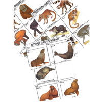 Комплект дидактических карточек: "Систематика и экология млекопитающих" (96 штук, цвет., лам.) - «globural.ru» - Мытищи