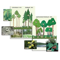 Гербарий фотографический "Растительные сообщества. Лес" (раздаточный) - «globural.ru» - Мытищи