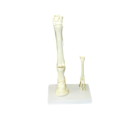 Модель "Скелет конечностей лошади и овцы" (на подставке) - «globural.ru» - Мытищи