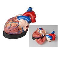 Модель сердца в разрезе (демонстрационная) - «globural.ru» - Мытищи