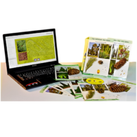 Коллекция натурально-интерактивная "Голосеменные растения" - «globural.ru» - Мытищи