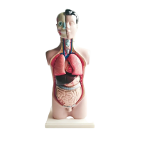 Торс человека разборный - «globural.ru» - Мытищи