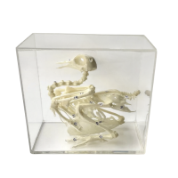 Комплект скелетов различных классов животных - «globural.ru» - Мытищи