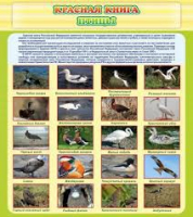 Стенд "Красная книга - птицы" - «globural.ru» - Мытищи