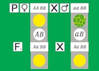 Модель-аппликация Дигибридное скрещивание. Законы Менделя. (набор из 84 карт) - «globural.ru» - Мытищи