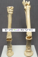 Скелет конечности лошади (передняя и задняя) на подставке - «globural.ru» - Мытищи