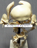 Модель "Кости черепа" (смонтированный на одной подставке) - «globural.ru» - Мытищи