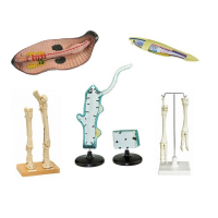 Комплект зоологических моделей демонстрационный - «globural.ru» - Мытищи
