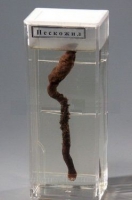 Влажный препарат «Пескожил» - «globural.ru» - Мытищи