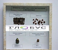 Коллекция энтомологическая "Примеры защитных приспособлений у насекомых" - «globural.ru» - Мытищи