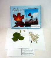 Гербарий "Медоносные растения" (24 вида) формат А-3 - «globural.ru» - Мытищи