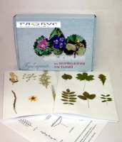 Гербарий Морфология растений - «globural.ru» - Мытищи