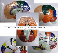 Модель барельефная "Доли, извилины, цитоархитектонические поля головного мозга" (5 планшетов) - «globural.ru» - Мытищи