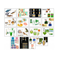 Комплект моделей-аппликаций демонстрационный - «globural.ru» - Мытищи