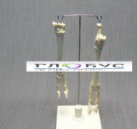 Скелет конечности овцы (передняя и задняя) на подставке - «globural.ru» - Мытищи