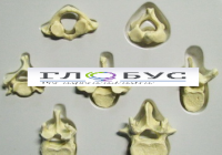 Модель Позвонки человека 7 штук - «globural.ru» - Мытищи