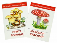 Раздаточные карточки "Грибы съедобные и не съедобные" - «globural.ru» - Мытищи